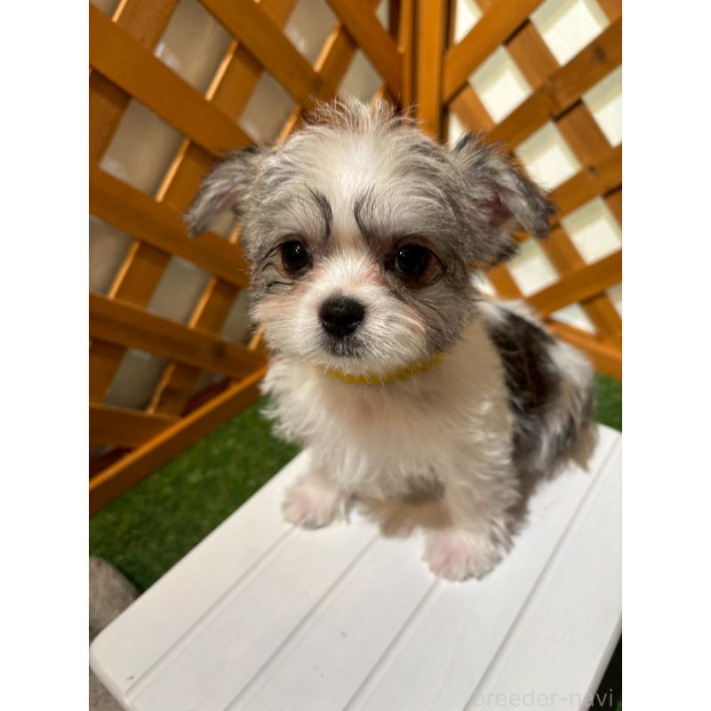 販売中の沖縄県のチワマル:チワワ×マルチーズ-440703の5枚目