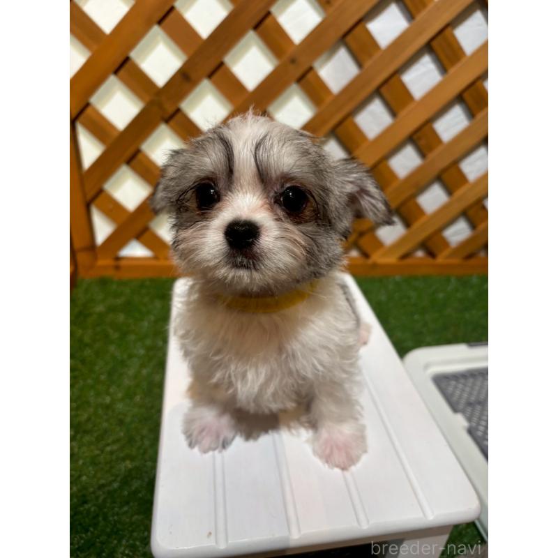 販売中の沖縄県のチワマル:チワワ×マルチーズ-440703の4枚目