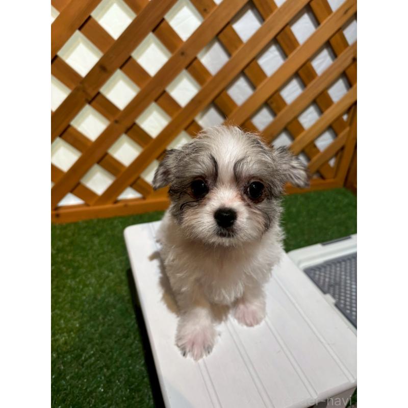 販売中の沖縄県のチワマル:チワワ×マルチーズ-440703の2枚目