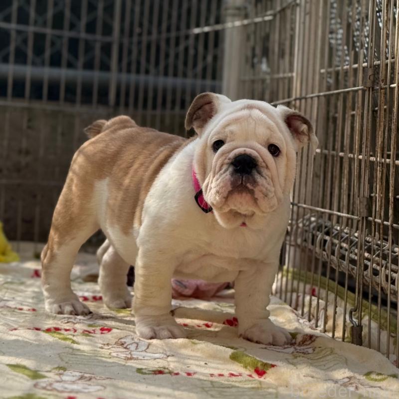 販売中の愛媛県のブルドッグ-448507