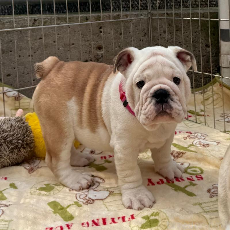 販売中の愛媛県のブルドッグ-448507の5枚目