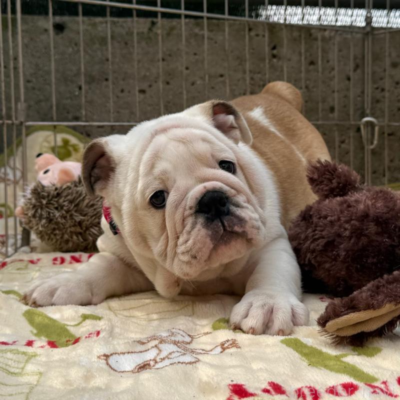 販売中の愛媛県のブルドッグ-448507の4枚目