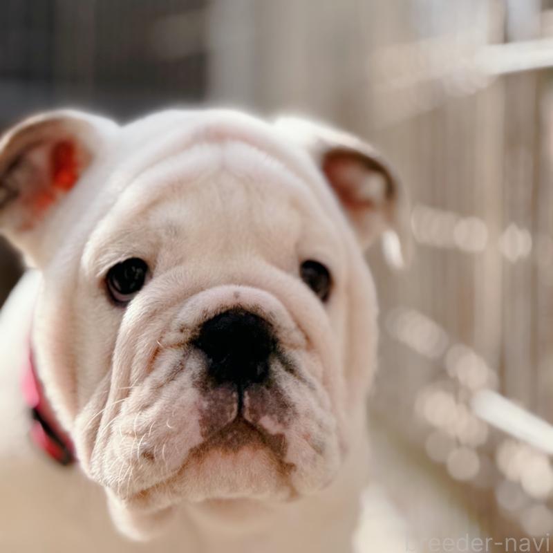 販売中の愛媛県のブルドッグ-448507の3枚目