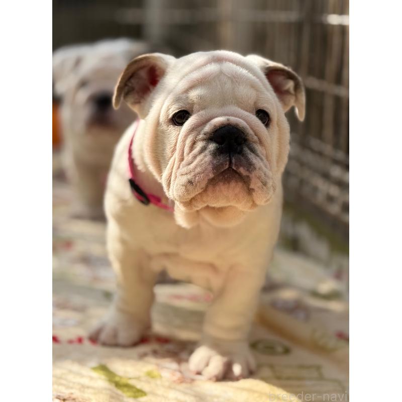 販売中の愛媛県のブルドッグ-448507の2枚目