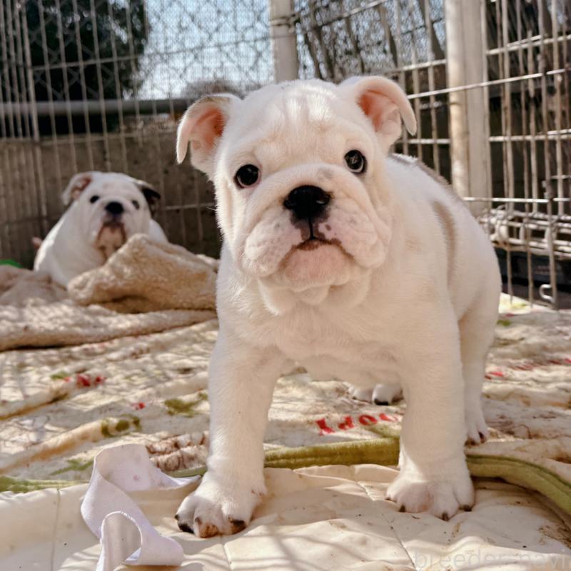 販売中の愛媛県のブルドッグ-448508の4枚目