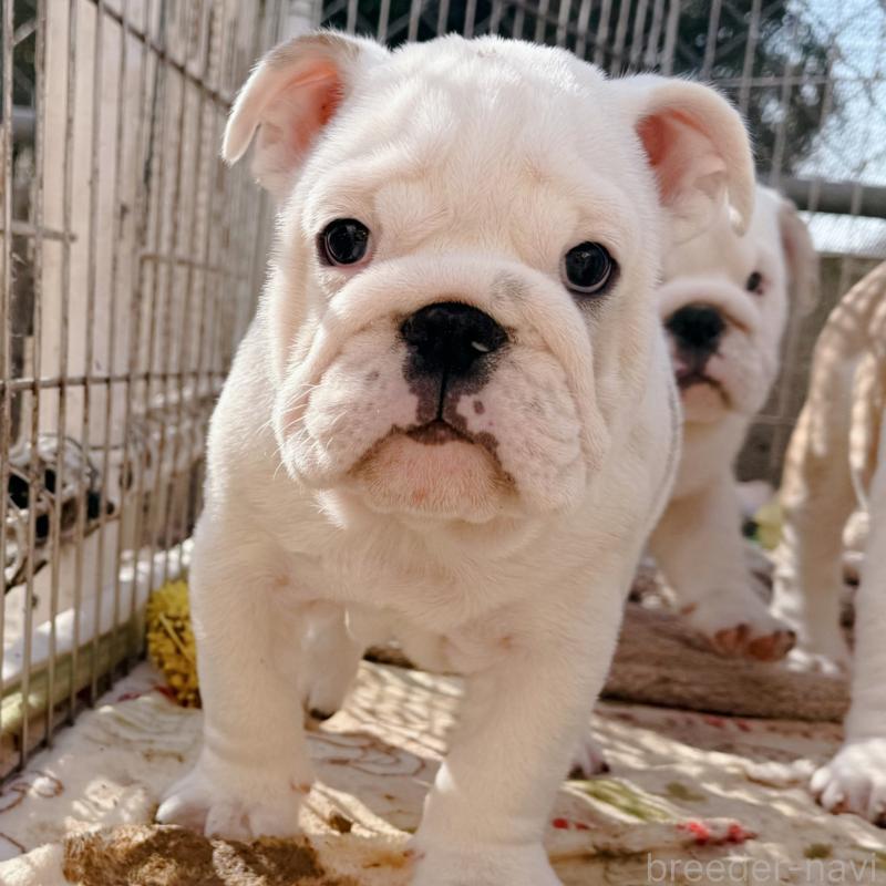 販売中の愛媛県のブルドッグ-448508の3枚目