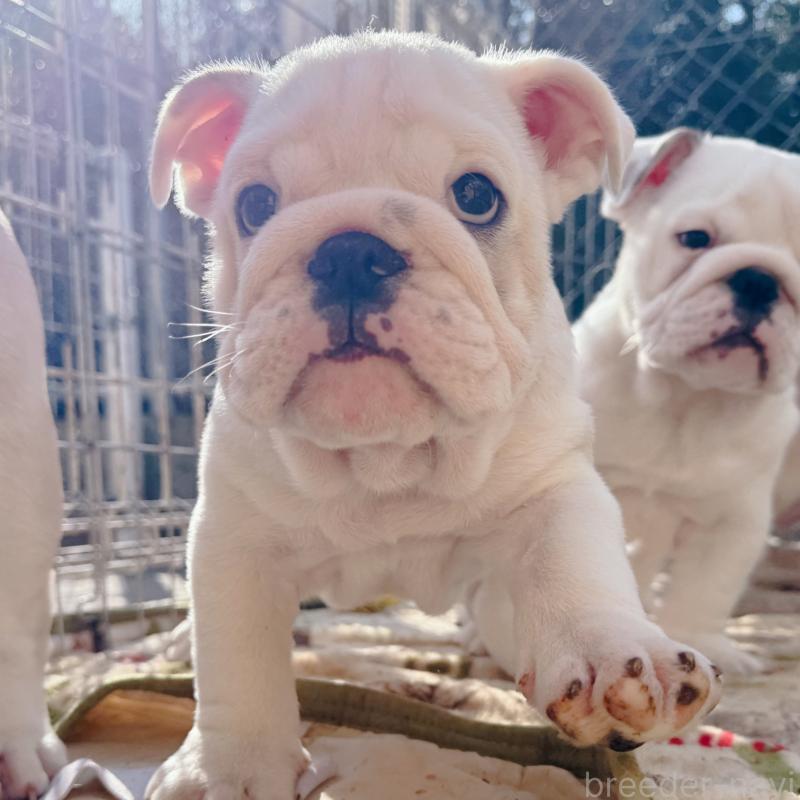 販売中の愛媛県のブルドッグ-448508の2枚目