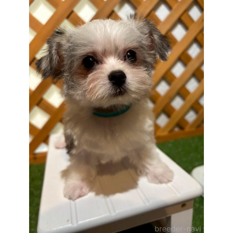 販売中の沖縄県のチワマル:チワワ×マルチーズ-440701の3枚目