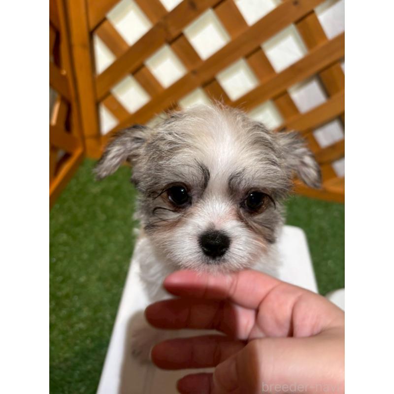 販売中の沖縄県のチワマル:チワワ×マルチーズ-440701の2枚目