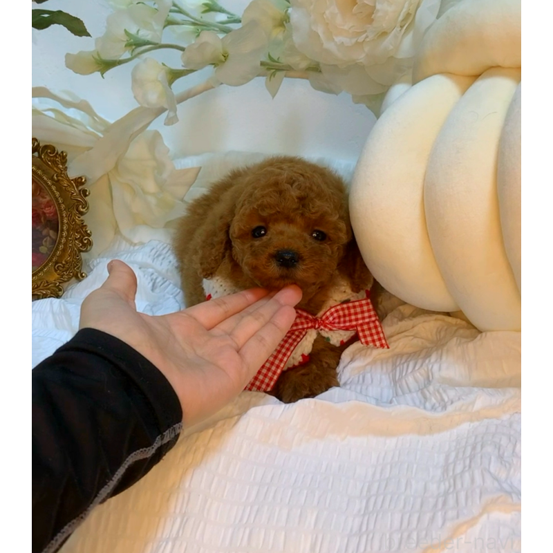 販売中の大阪府のタイニープードル-446520の2枚目