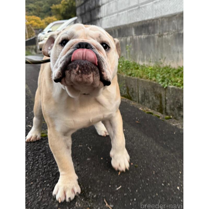 販売中の愛媛県のブルドッグ-383306の3枚目