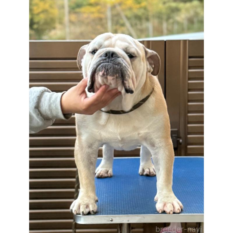 販売中の愛媛県のブルドッグ-383306の2枚目