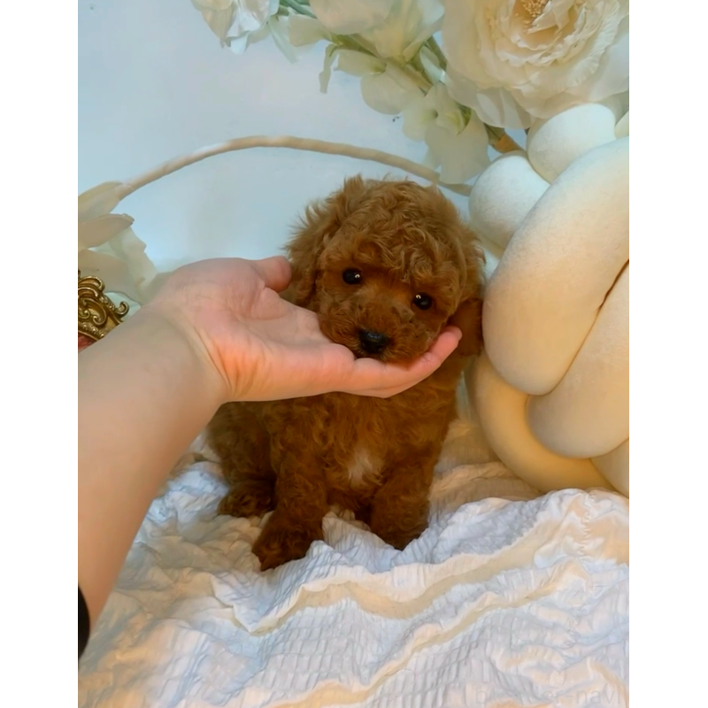 販売中の大阪府のトイプードル-446548の3枚目