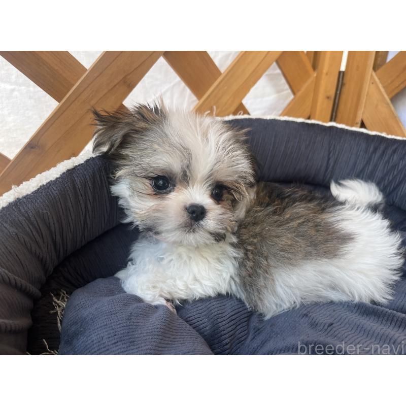 販売中の沖縄県のチワマル:チワワ×マルチーズ-440709の7枚目