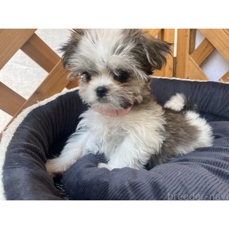 販売中の沖縄県のチワマル:チワワ×マルチーズ-440709の6枚目