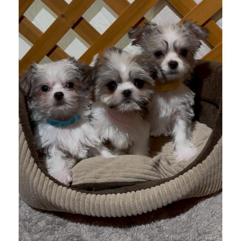 販売中の沖縄県のチワマル:チワワ×マルチーズ-440709の5枚目