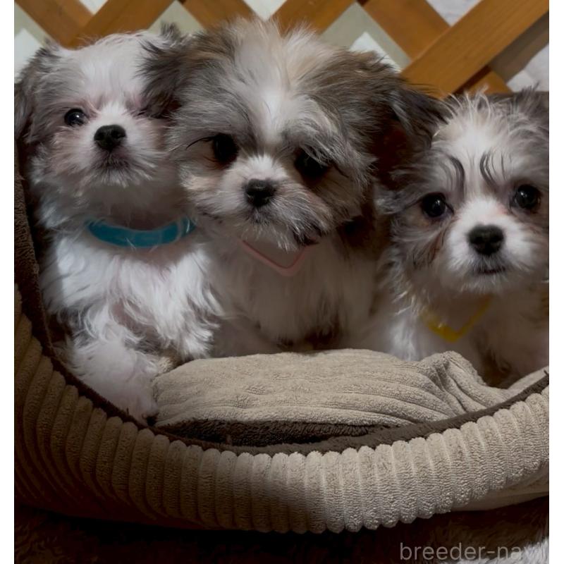 販売中の沖縄県のチワマル:チワワ×マルチーズ-440709の4枚目