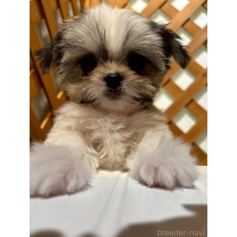 販売中の沖縄県のチワマル:チワワ×マルチーズ-440709の3枚目