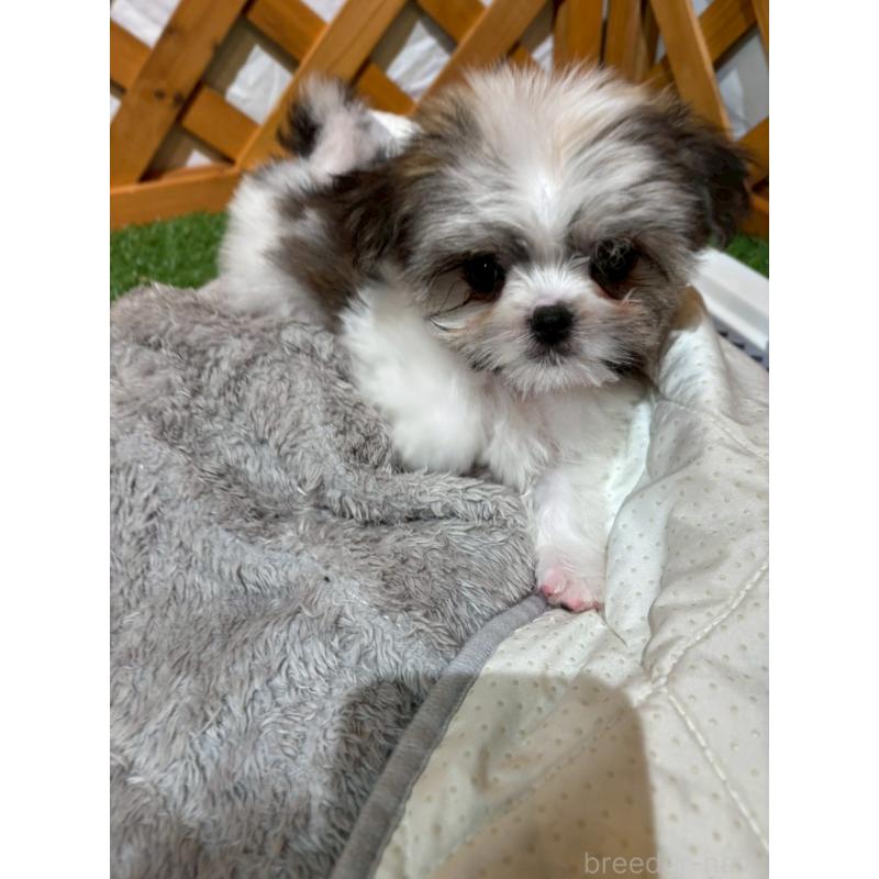 販売中の沖縄県のチワマル:チワワ×マルチーズ-440709の2枚目