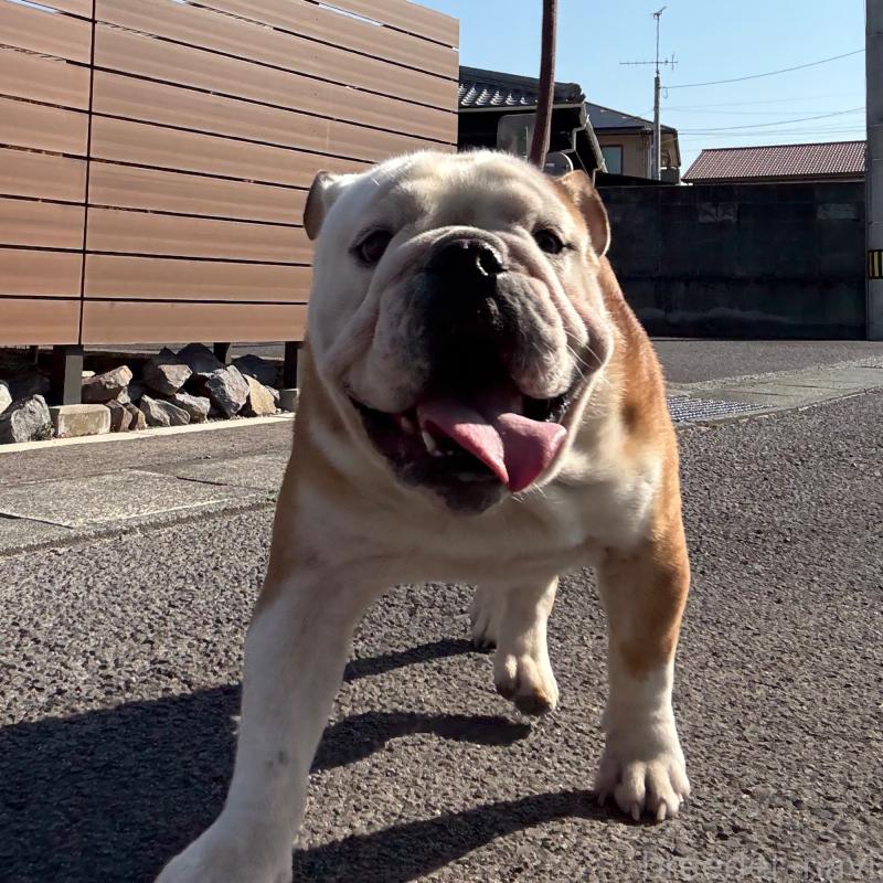 販売中の愛媛県のブルドッグ-383300