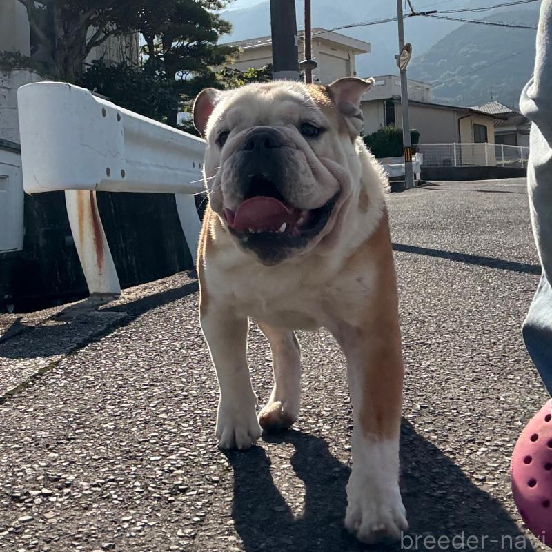 販売中の愛媛県のブルドッグ-383300の3枚目