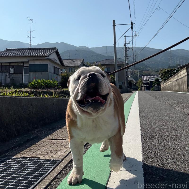 販売中の愛媛県のブルドッグ-383300の2枚目