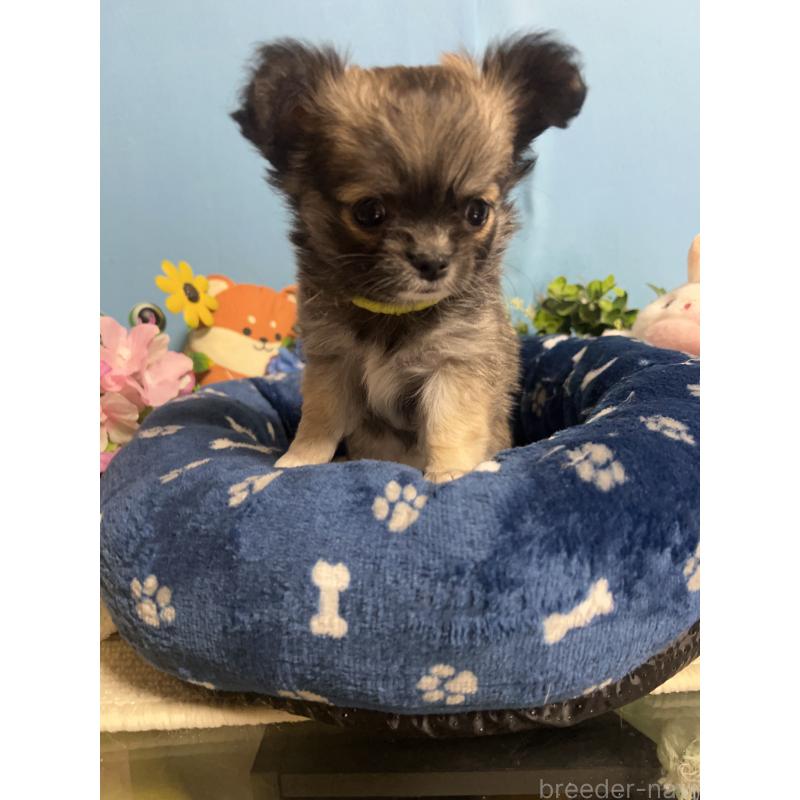 販売中の福岡県のチワワ(ロングコート)-448511の10枚目