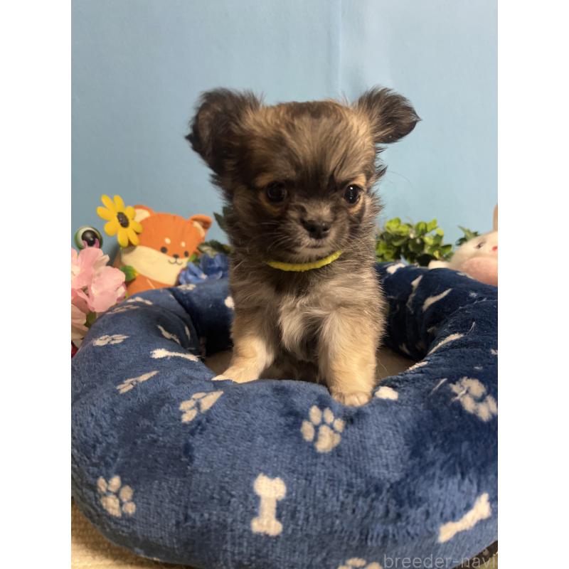 販売中の福岡県のチワワ(ロングコート)-448511の8枚目