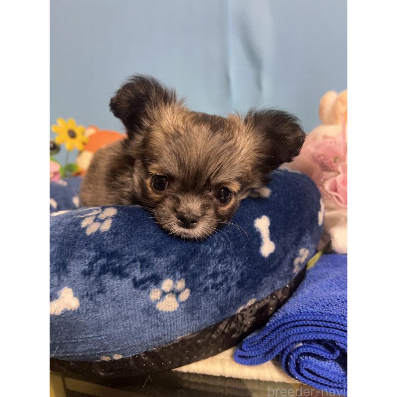 販売中の福岡県のチワワ(ロングコート)-448511の7枚目