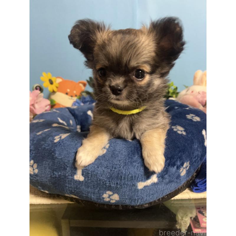 販売中の福岡県のチワワ(ロングコート)-448511の6枚目