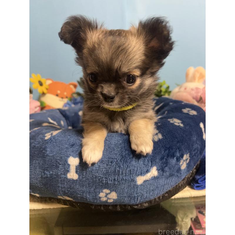 販売中の福岡県のチワワ(ロングコート)-448511の4枚目