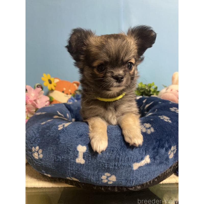 販売中の福岡県のチワワ(ロングコート)-448511の3枚目