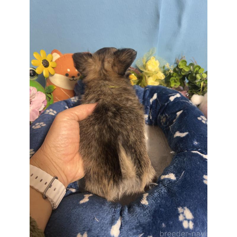 販売中の福岡県のチワワ(ロングコート)-448511の2枚目