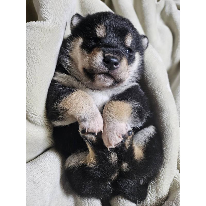 販売中の広島県の豆柴-448510の2枚目