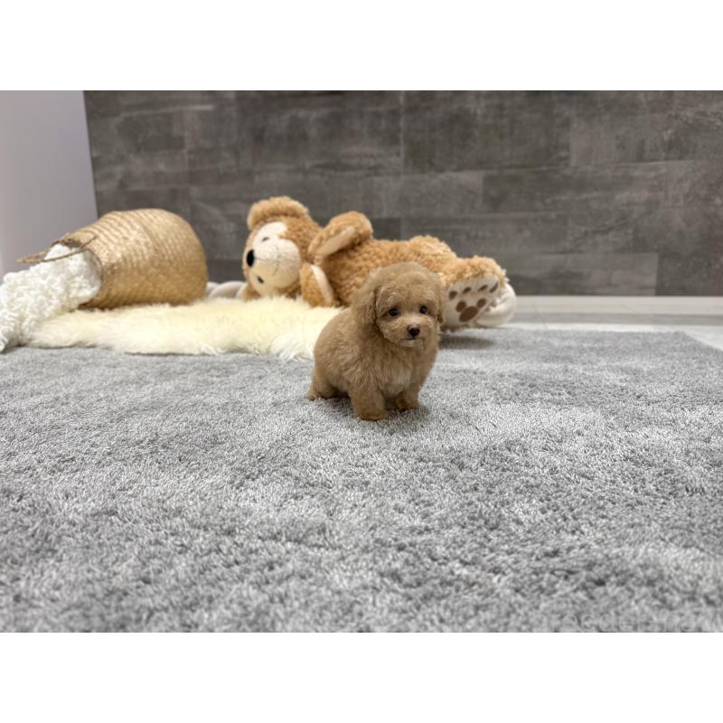 販売中の滋賀県のティーカッププードル-448503の6枚目