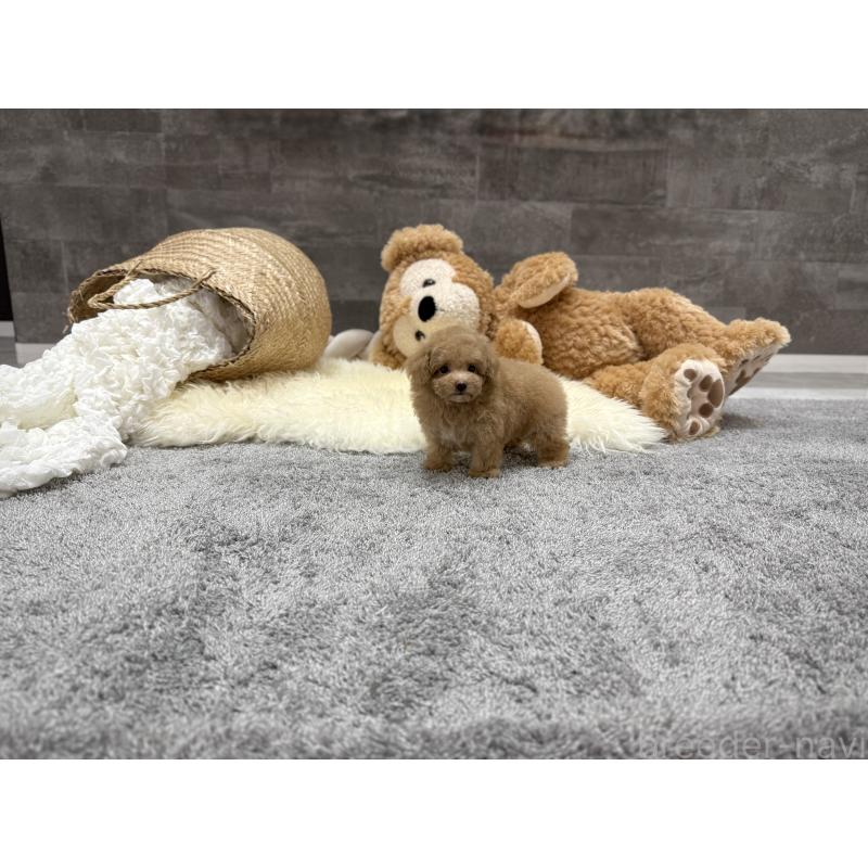 販売中の滋賀県のティーカッププードル-448503の5枚目