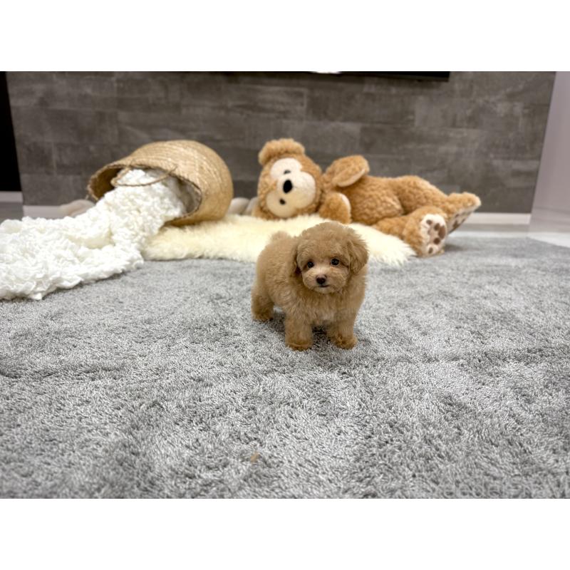 販売中の滋賀県のティーカッププードル-448503の4枚目