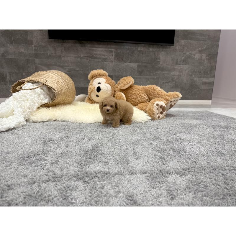 販売中の滋賀県のティーカッププードル-448503の3枚目