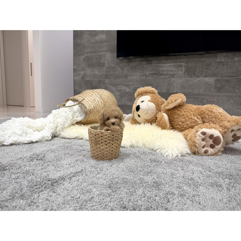 販売中の滋賀県のティーカッププードル-448503の2枚目