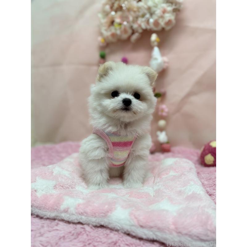 販売中の山形県のポメマル:ポメラニアン×マルチーズ-440257の2枚目