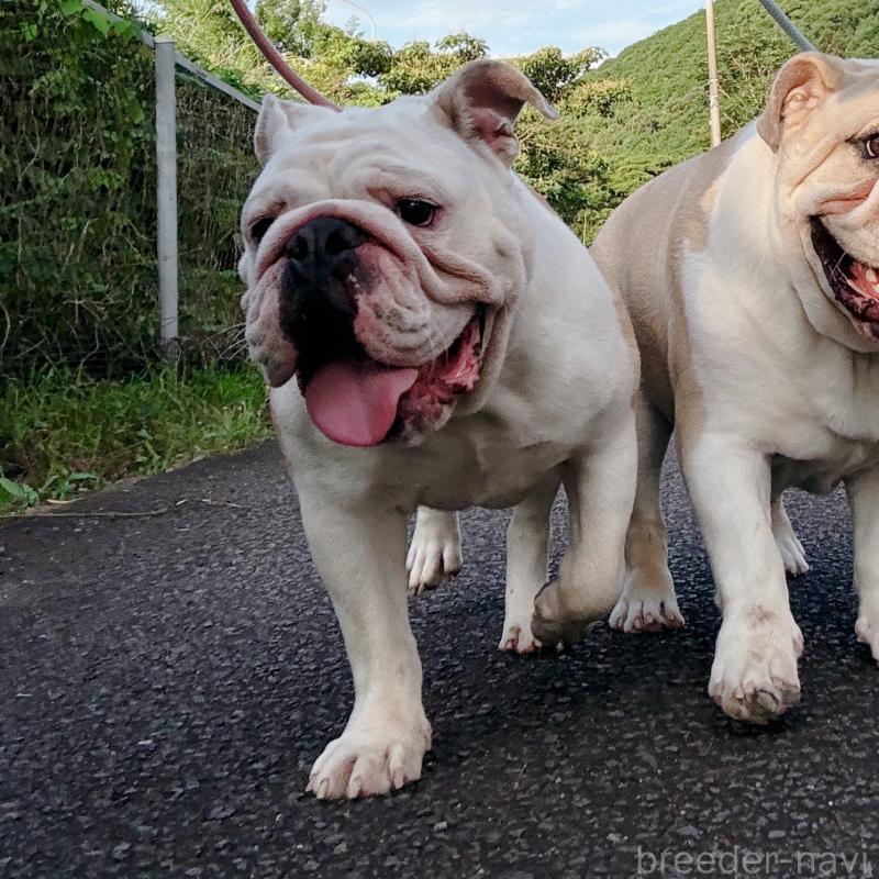 販売中の愛媛県のブルドッグ-326180の3枚目