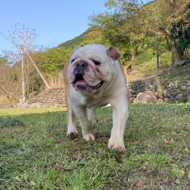 販売中の愛媛県のブルドッグ-326180の2枚目