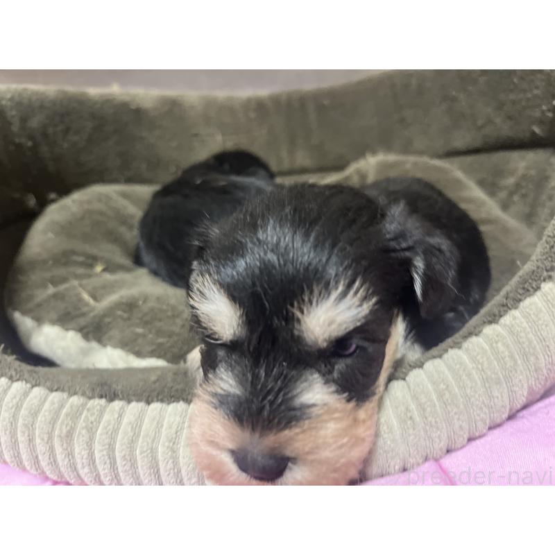 販売中の沖縄県のミニチュアシュナウザー-448514の7枚目