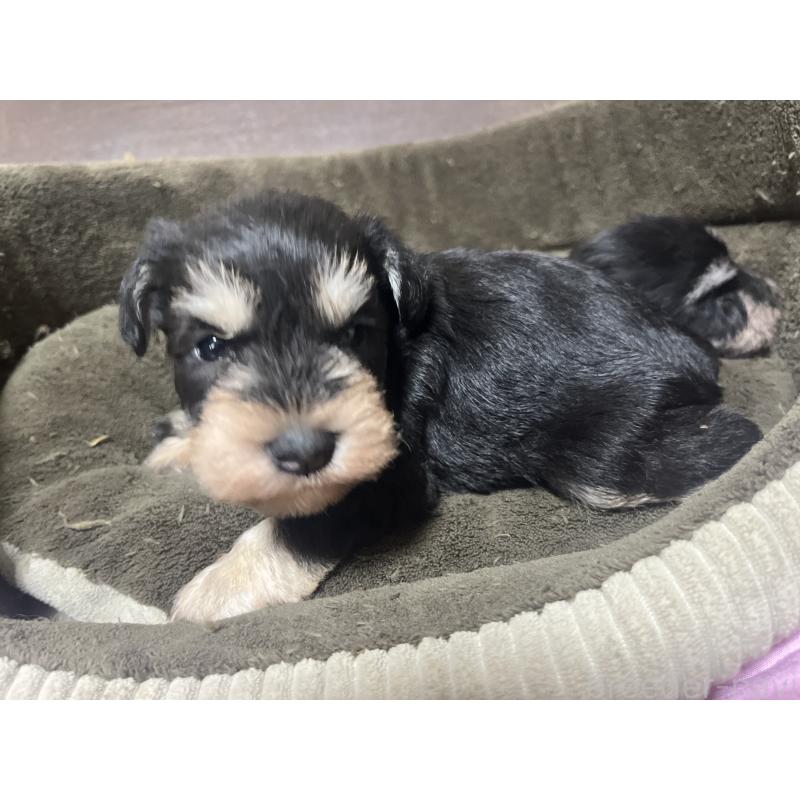 販売中の沖縄県のミニチュアシュナウザー-448514の6枚目