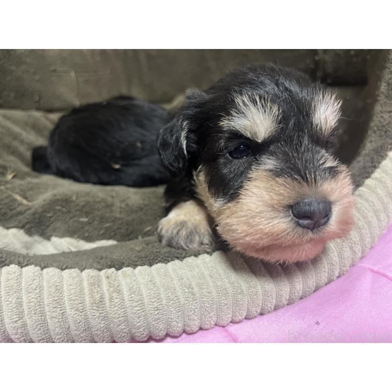 販売中の沖縄県のミニチュアシュナウザー-448514の5枚目