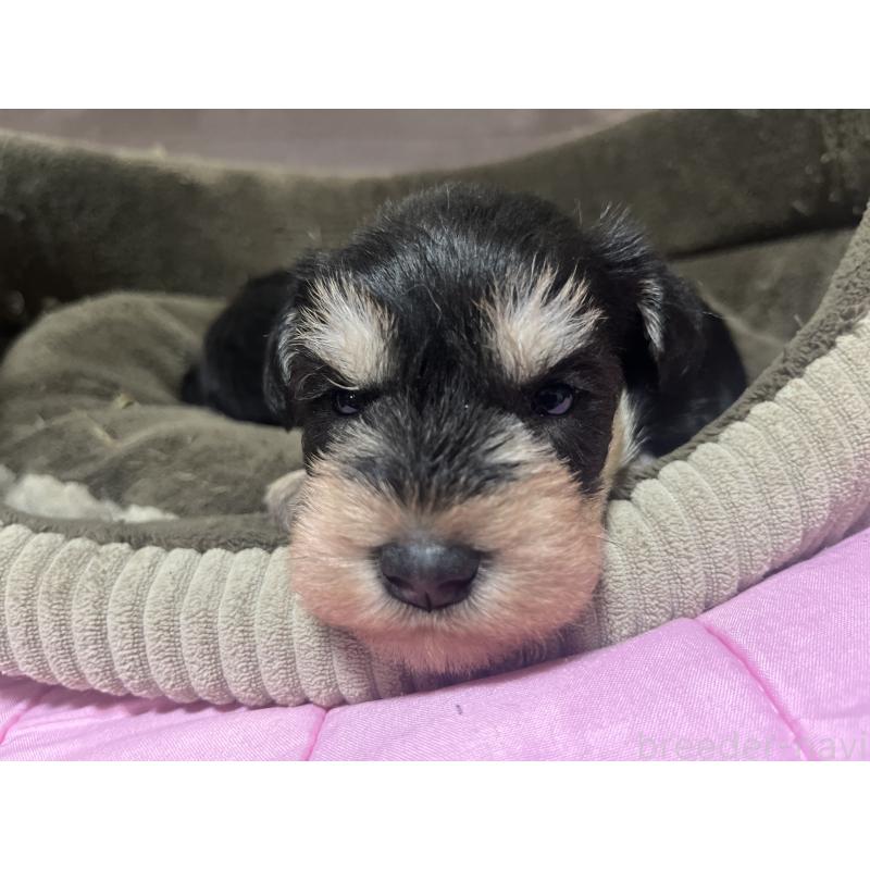 販売中の沖縄県のミニチュアシュナウザー-448514の4枚目