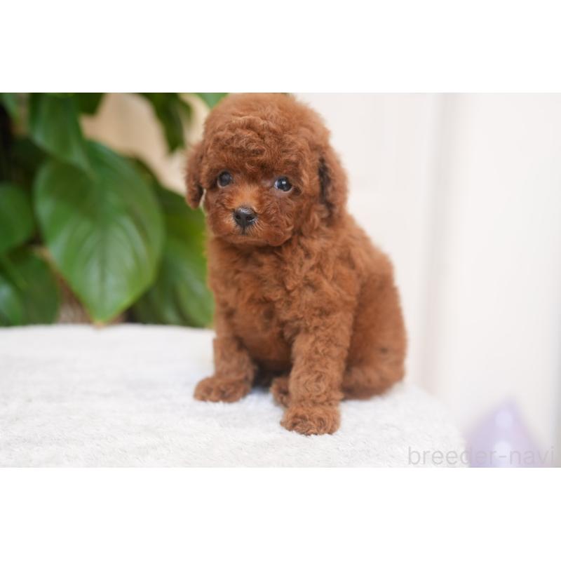 販売中の神奈川県のタイニープードル-448515の4枚目