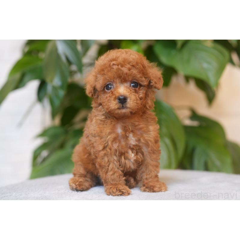 販売中の千葉県のティーカッププードル-448516の2枚目