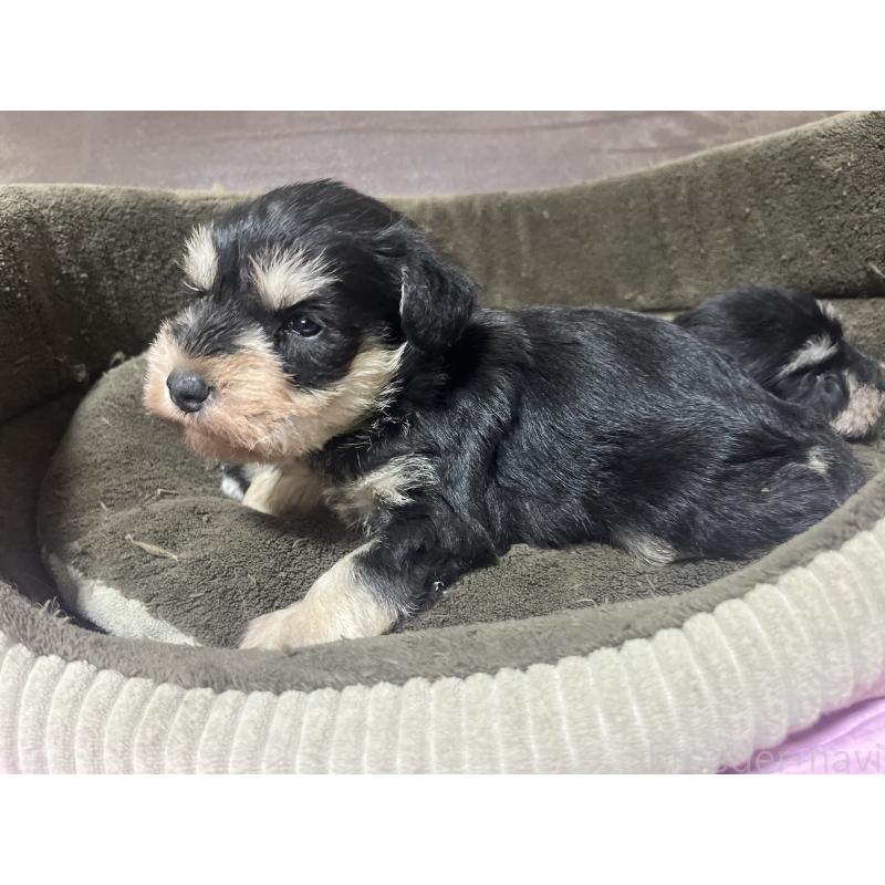 販売中の沖縄県のミニチュアシュナウザー-448514の3枚目