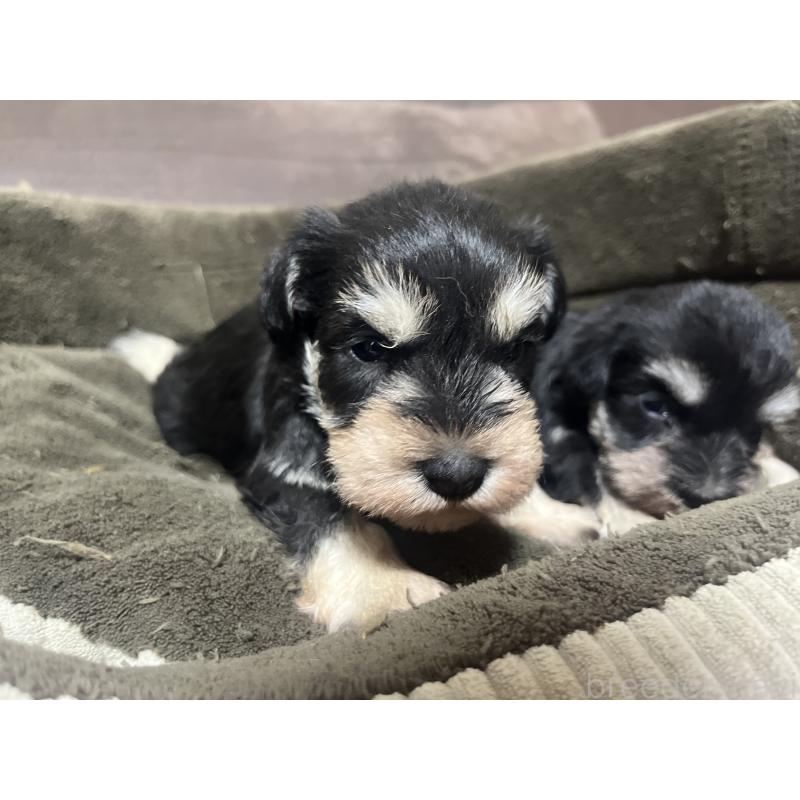 販売中の沖縄県のミニチュアシュナウザー-448514の2枚目